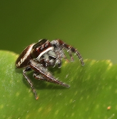 Opisthoncus nigrofemoratus