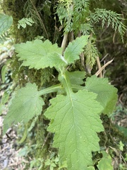 Calceolaria tripartita