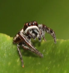 Opisthoncus nigrofemoratus