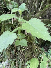Calceolaria tripartita