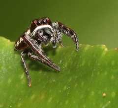 Opisthoncus nigrofemoratus