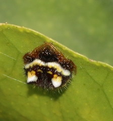 Poecilopachys australasia