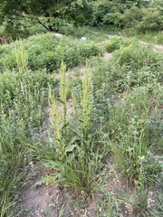 Rumex patientia