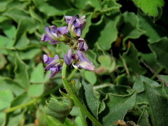 Dolichos decumbens