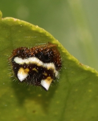 Poecilopachys australasia