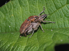Tanymecus palliatus