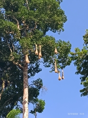 Psarocolius decumanus