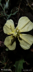 Oenothera pubescens