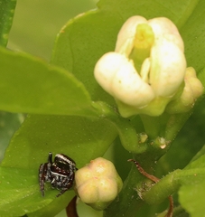 Opisthoncus nigrofemoratus