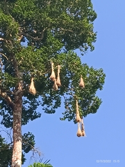 Psarocolius decumanus