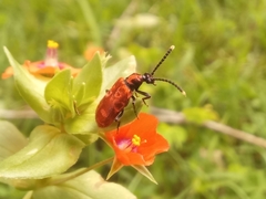 Lemodes coccinea