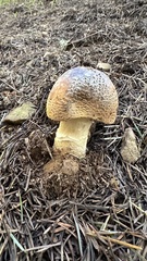 Amanita augusta