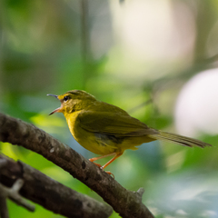 Myiothlypis flaveola