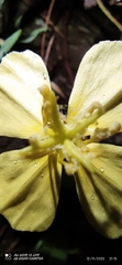 Oenothera pubescens