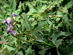 Dolichos decumbens