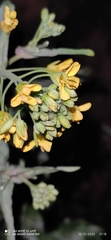 Kalanchoe densiflora