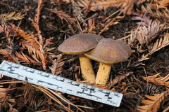 Suillus fuscotomentosus