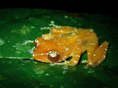 Nyctixalus pictus