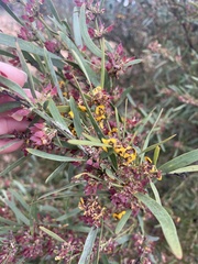 Daviesia leptophylla