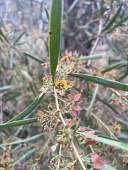 Daviesia leptophylla
