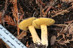 Suillus fuscotomentosus