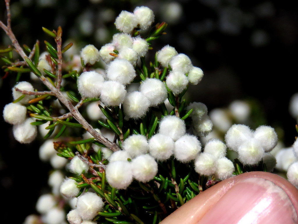 Fuzzball Heath