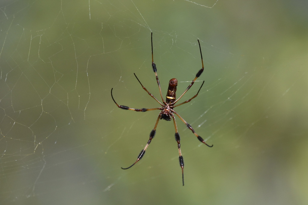 Golden Silk Spider from Jefferson Parish, LA, USA on November 10, 2022 ...