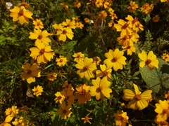 Tagetes tenuifolia