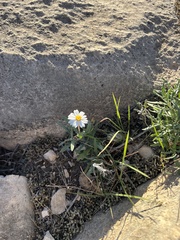 Melampodium leucanthum