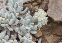 Eriogonum shockleyi
