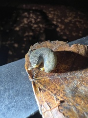 Arion intermedius