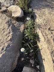 Melampodium leucanthum