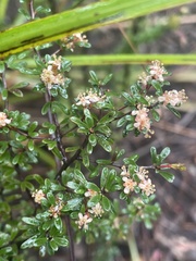 Micrantheum serpentinum