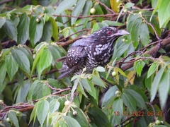 Eudynamys scolopaceus