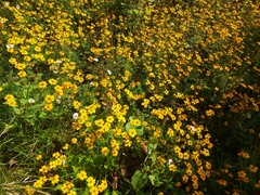 Tagetes tenuifolia