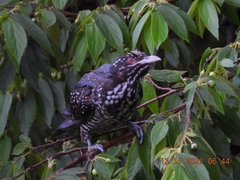 Eudynamys scolopaceus