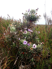 Macrolearia semidentata