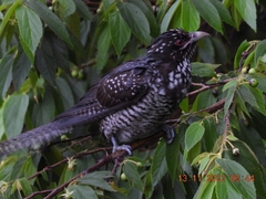 Eudynamys scolopaceus