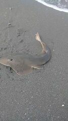 Pseudobatos planiceps