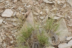 Aristida purpurea