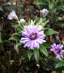 Macrolearia semidentata