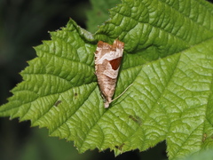 Notocelia uddmanniana