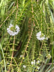 Westringia rubiifolia