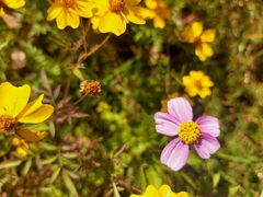 Bidens aequisquama