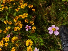 Bidens aequisquama