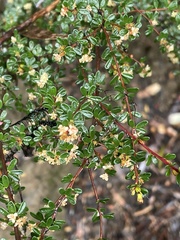 Micrantheum serpentinum