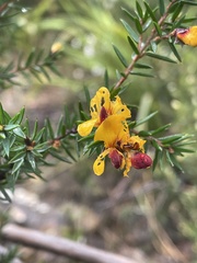 Pultenaea juniperina