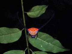 Macracantha arcuata
