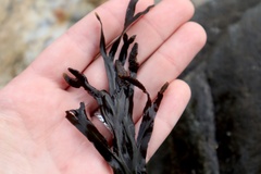 Fucus vesiculosus