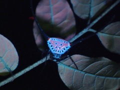 Macracantha arcuata